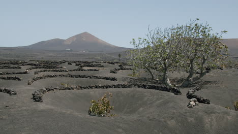 Paisaje-De-La-Geria-Con-Un-Arbol