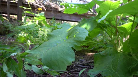 Close-up-view-of-big-green-leaves-that-receive-the-energy-of-the-sun