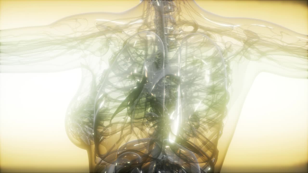 imagen de rayos x del cuerpo humano