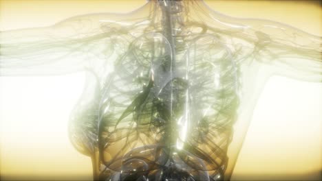 imagen de rayos x del cuerpo humano