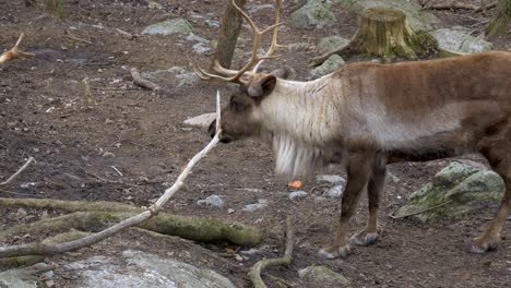 Reindeer-male-with-big-antlers-standing-and-then-walking-in-forest