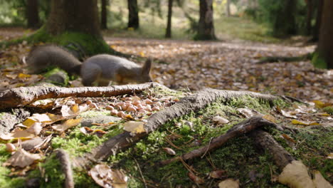 Schließen-Sie-Slomo-Bodenansicht-Des-Eichhörnchens,-Das-Sich-Im-Sonnigen-Herbstwald-Bewegt