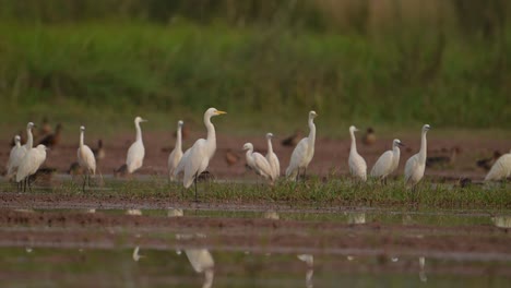 Bandada-De-Pájaros-En-El-Lado-Del-Lago