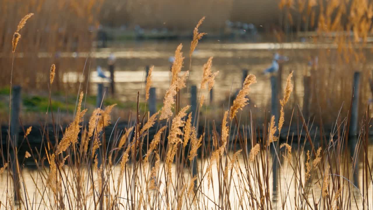 Malerischer Ausblick auf Schilfgras an einem wunderschönen Frühlingstag bei Sonnenuntergang