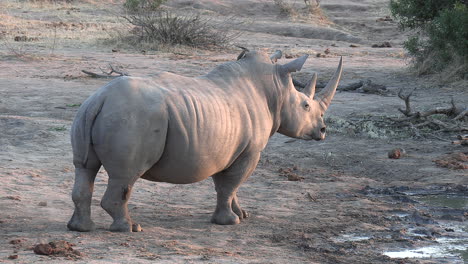 female southern white rhino moves around with oxpecker on her back