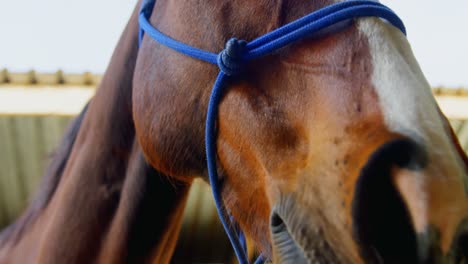 caballo en el establo 4k