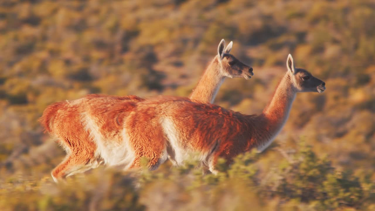 Primer plano de guanacos galopando entre los arbustos con luz dorada, animales en cámara lenta.