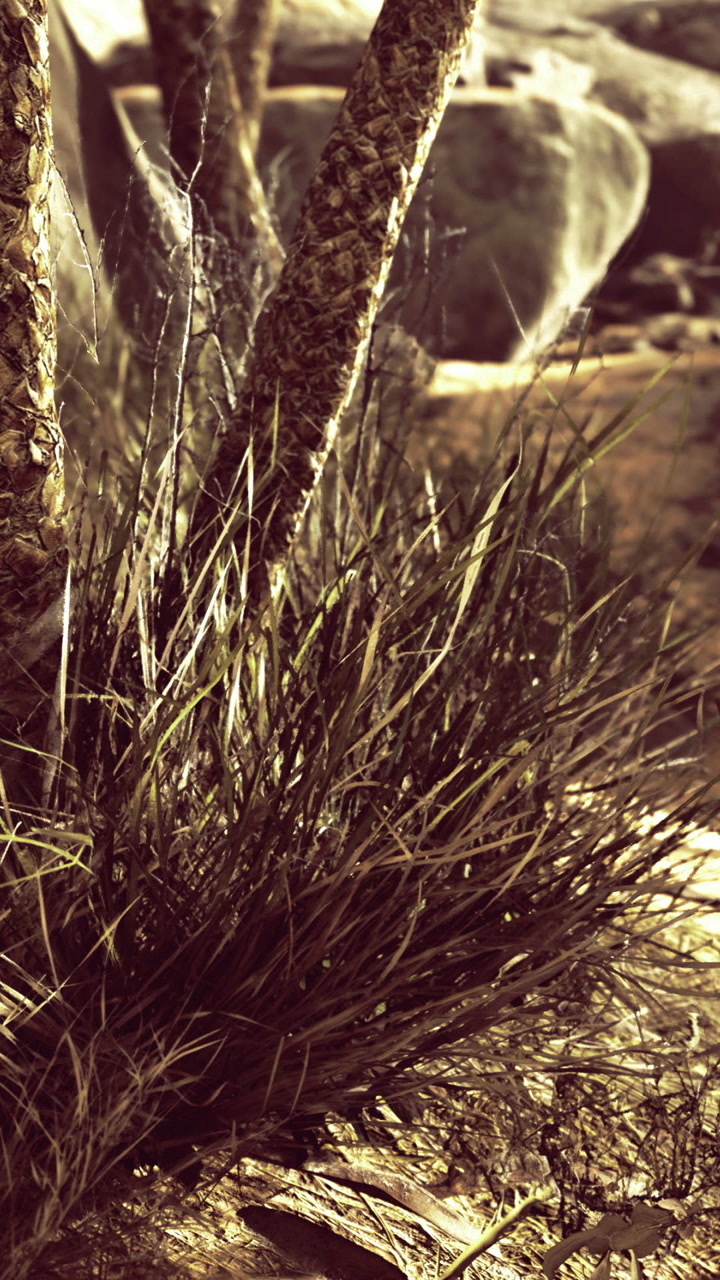 Grass and plant life near tree trunk in natural setting during daytime
