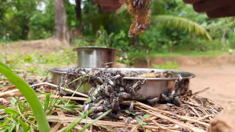 Close-up-of-hands-removing-honeycomb-full-of-bees-in-metal-container