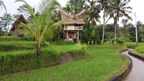 bamboo tree house hut amidst green rural scenery of ubud, bali. drone dolly