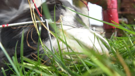 Scottish-Goat-Eating-Grass-From-Outside-The-Fence-On-A-Sunny-Day-At-Castleview-Open-Farm-In-County-Laois,-Ireland