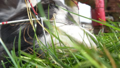 cabra escocesa comiendo hierba desde fuera de la valla en un día soleado en castleview open farm en el condado de laois, irlanda