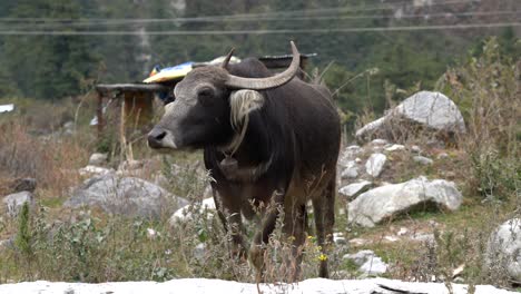 a water buffalo with a bell around its neck standing in a rocky pasture