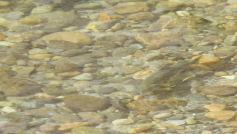 Ein-Einsamer-Rosa-Lachs-Schwimmt,-Um-Den-Platz-Zu-Behalten