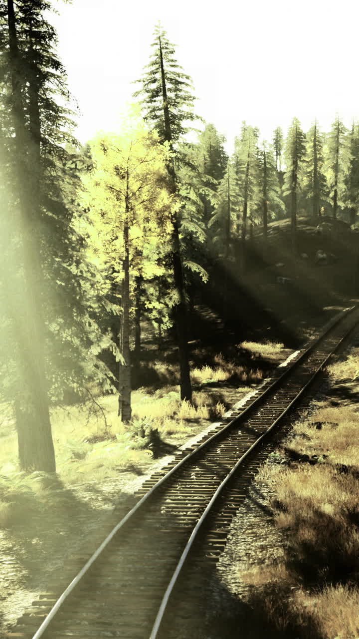 Sunlight filters through tall trees over a winding railway track in autumn