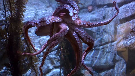 pulpo rosado con sus tentáculos y ventosas pegadas al cristal de un acuario