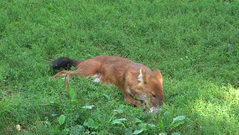 Dhole,-Das-Fleisch-In-Einem-Zoo-Isst