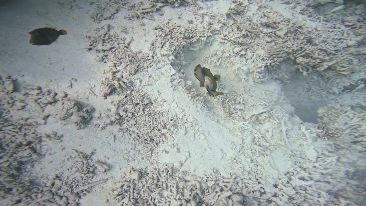 Top-down underwater footage shows a large titan triggerfish circling an apparent sandy nesting pit amid coral rubble as smaller reef fish pass by in the Maldives.