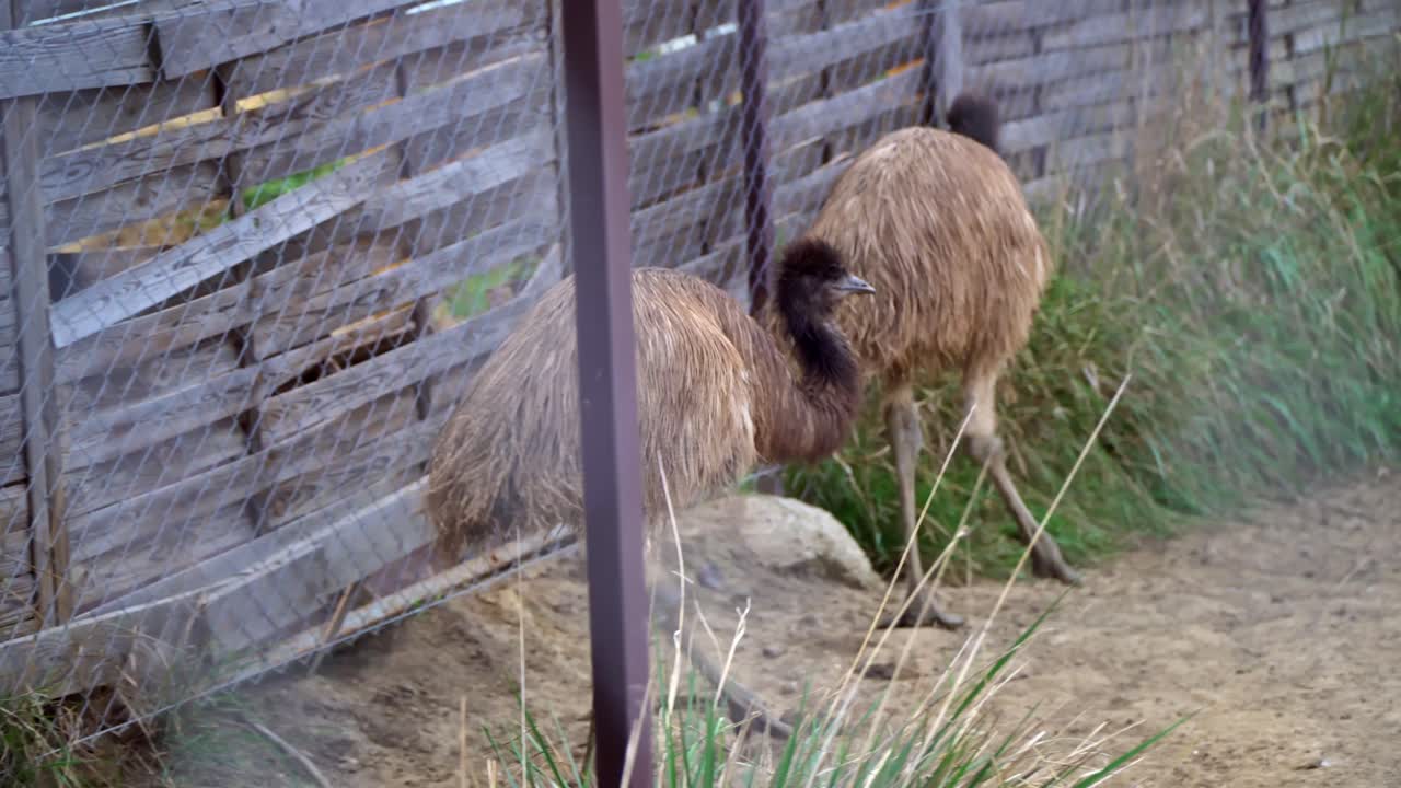 Een groep lange, niet-vliegende emoes loopt langs een omheinde dierentuinverblijf, vastgelegd met een soepele zijwaartse tracking, waarbij hun natuurlijke habitat binnen een zoölogische tentoonstelling wordt getoond