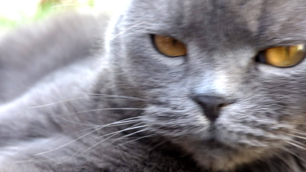 オレンジ色の目と赤い首輪をしたスコティッシュフォールドの猫が庭を見回している様子