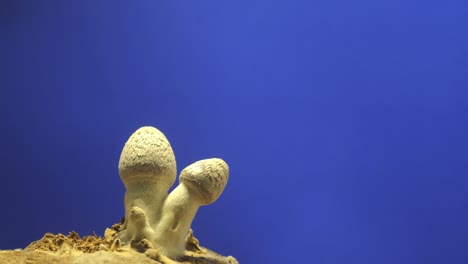 el cultivo de hongos que se elevan desde el suelo en el lapso de tiempo.