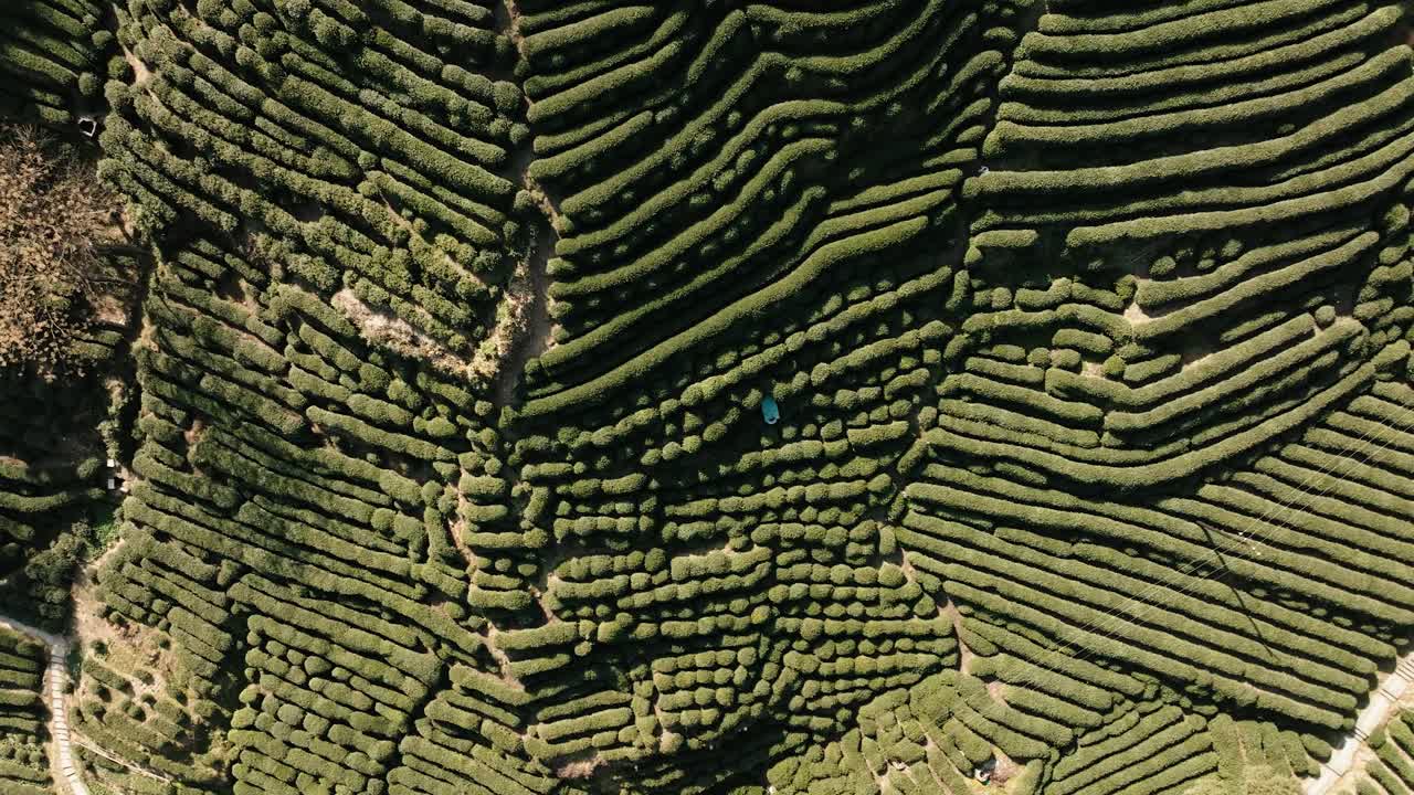 Drone aerial top view of Longjing terraced tea fields in Hangzhou, Zhejiang, China