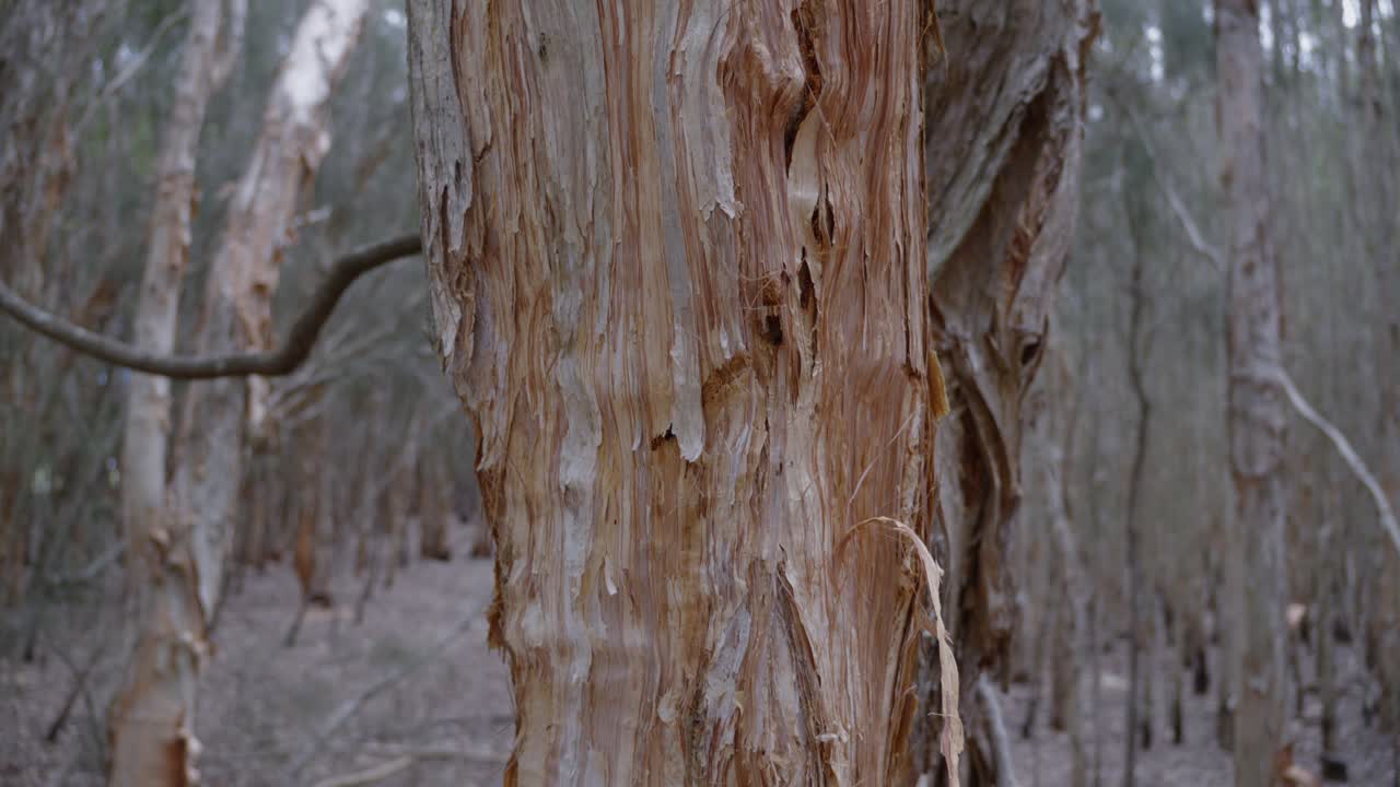 raíz del tronco del árbol, dañada por causas naturales dentro del bosque de australia al aire libre