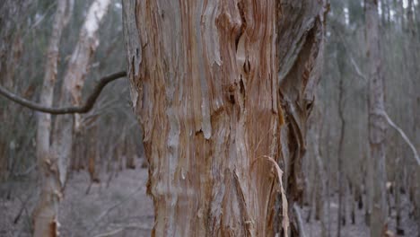 tree trunk root, damaged by natural causes inside forest australia outdoor