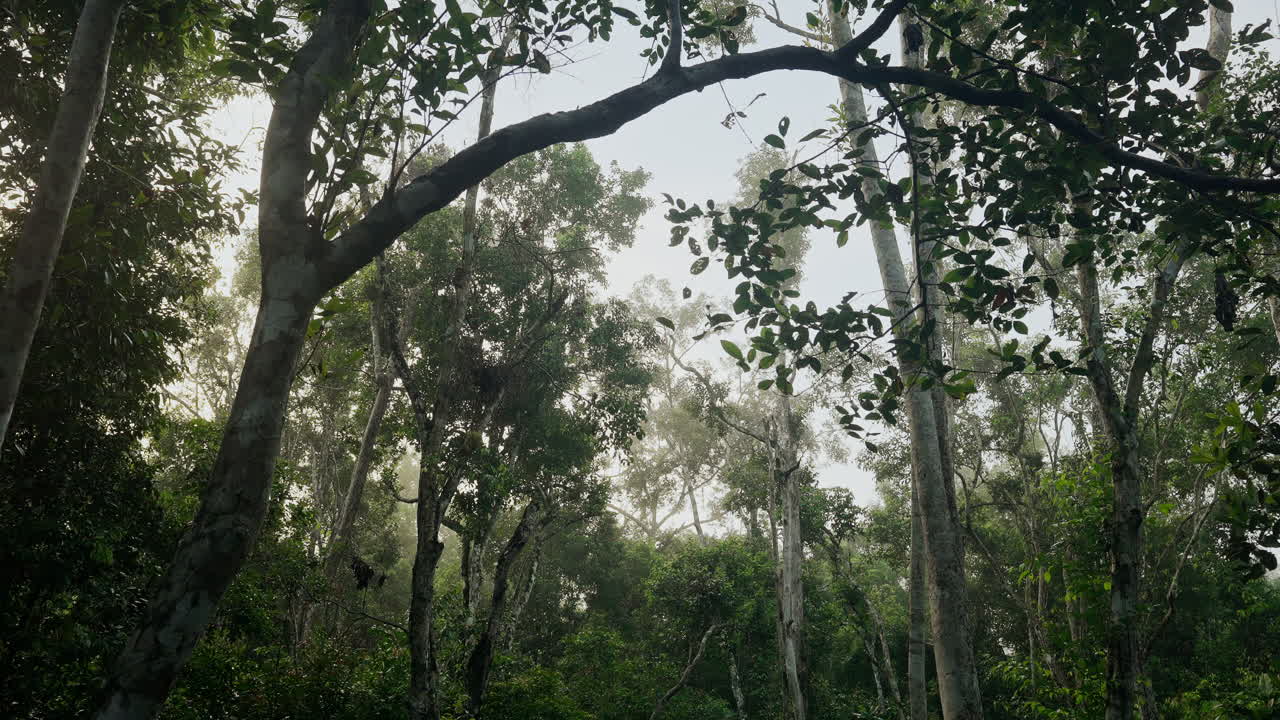 Misty Rainforest Canopy