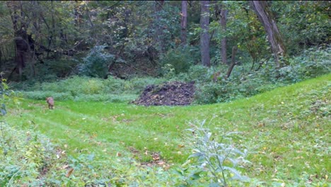 Coyote-causally-trotting-through-a-clearing-in-the-woods-in-the-upper-Midwest-in-early-autumn