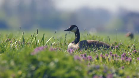 canada goose in a meadow