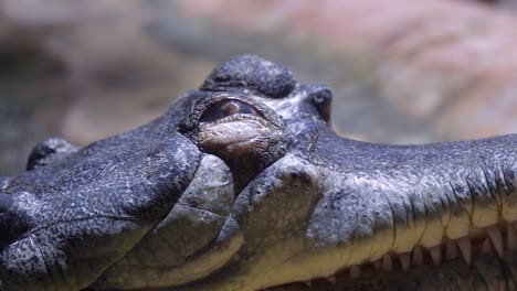 Indischer-Gharial,-Der-Sein-Auge-Schließt-Und-öffnet