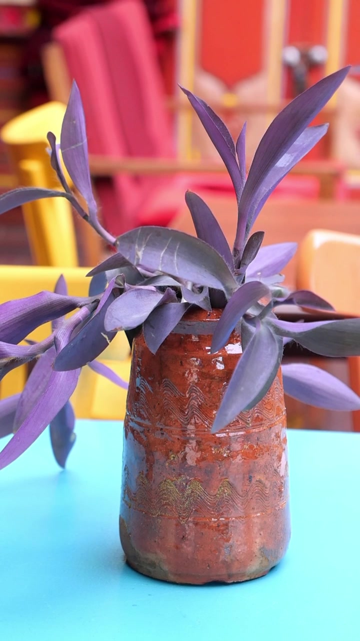 Primo piano di una pianta viola in un vaso rustico su un tavolo blu