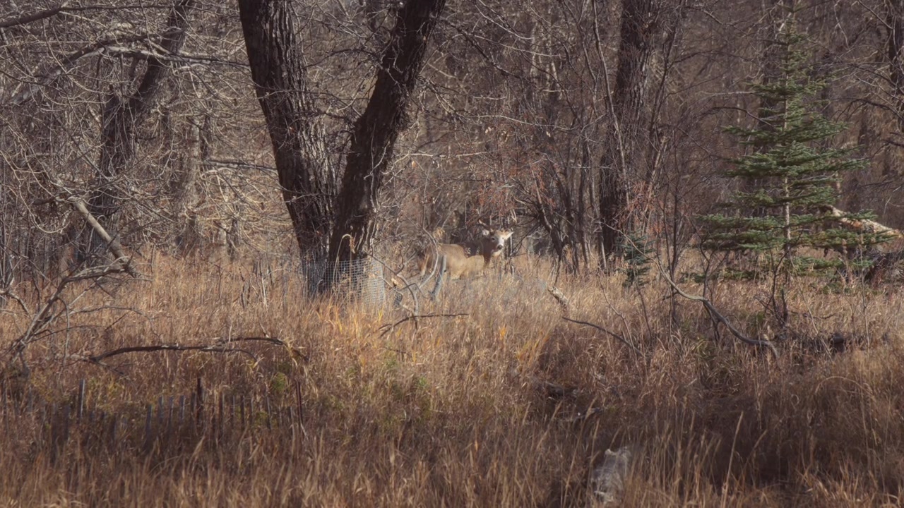 A male deer in the woods, looking around