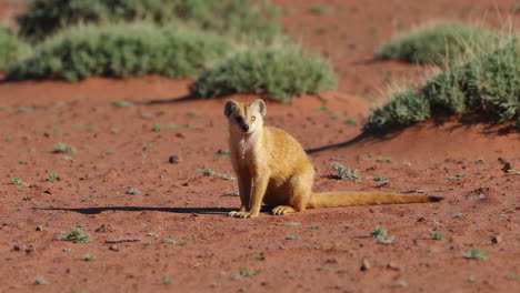 yellow mongoose in the desert landscape