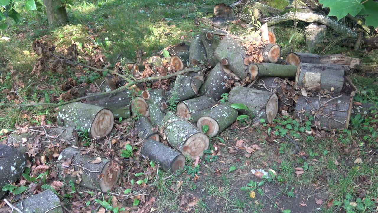 숲의 가장자리에 있는 나무 어리