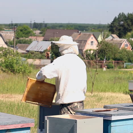 frames of a bee hive. young beekeeper man holding wooden frame with bees for checking while working in apiary