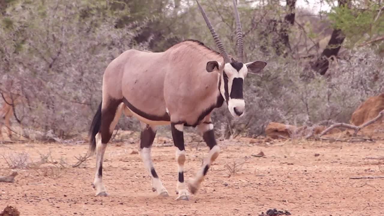 un antílope oryx africano camina hacia un salt lick en namibia y bebe