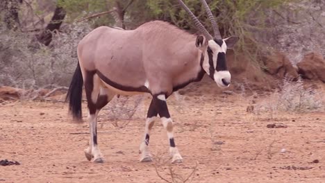 an african oryx antelope walks to a salt lick in namibia and drinks