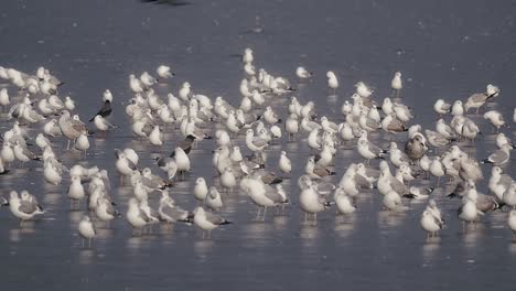 Una-Gran-Bandada-De-Gaviotas-Paradas-Sobre-El-Hielo-De-Un-Lago-Congelado