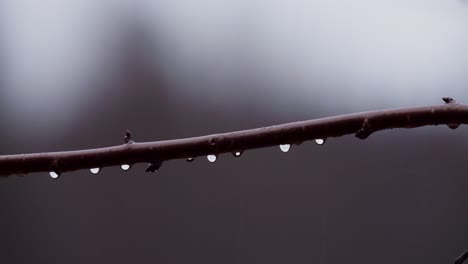 Ramita-De-árbol-Sin-Hojas-Mojada-Con-Gotas-De-Lluvia