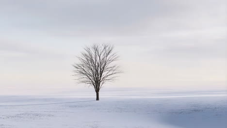 solitary tree in a snowy field