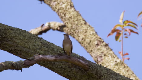 Northern-mockingbird-on-a-large-branch