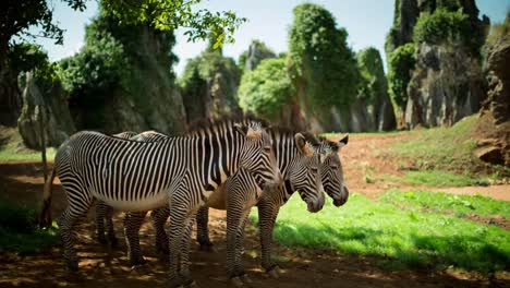 Cebra-Grevy-06