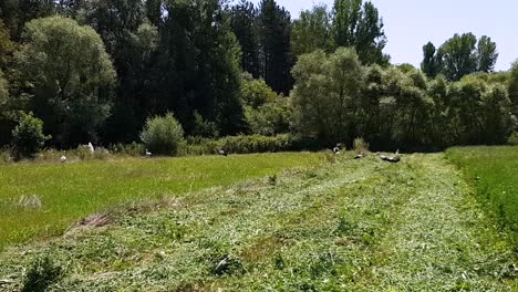 Pájaro-De-Cigüeña-De-Bajo-Vuelo-Sobre-Campos-Verdes-De-Alfalfa-Bajo-Un-Cielo-Soleado-Cerca-Del-Campo