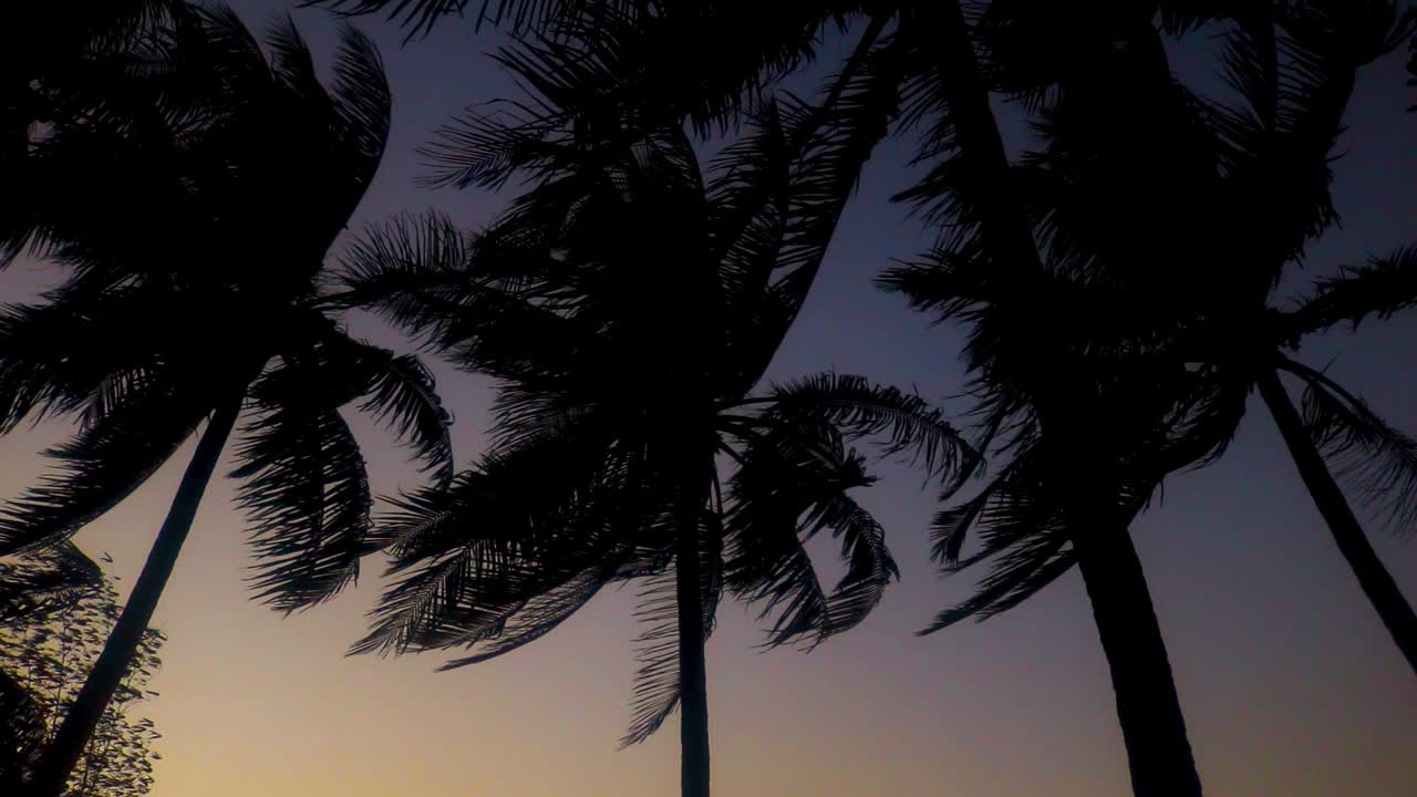 Windy symbolic palm trees silhouettes in the sunset