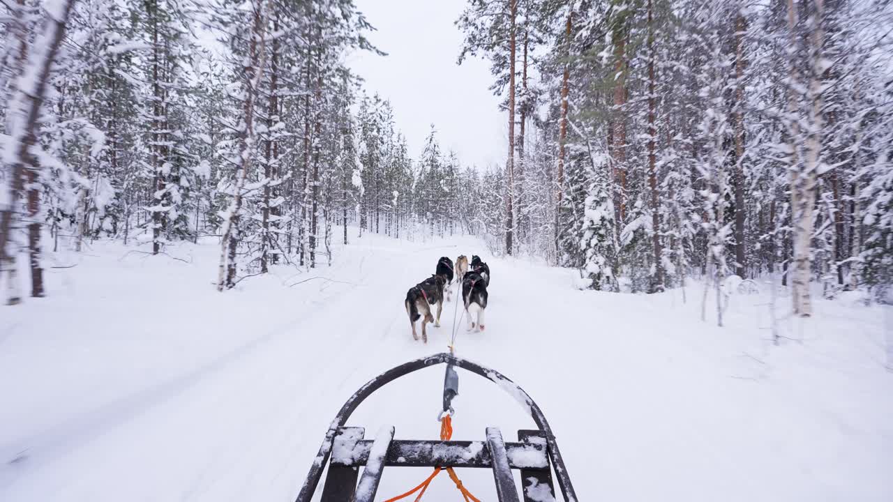 Experience the thrill of dog sledging through a snowy forest in Sweden. This POV footage captures the scenic tree line as sledge dogs pull the sledge through the winter landscape.