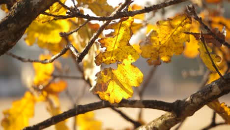 Hojas-De-Roble-Que-Cambian-De-Color-En-Otoño