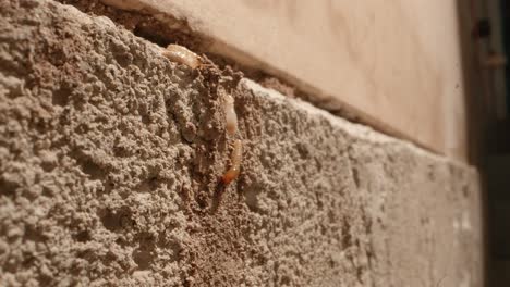 un par de termitas trepando a una colonia de termitas en las paredes de un garaje en una toma casera con una lente supermacro casi al estilo de la geografía nacional