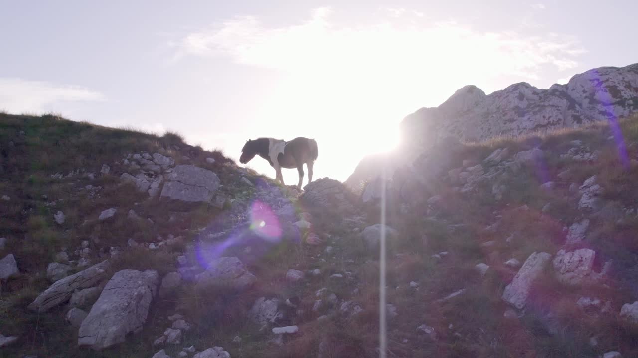 해가 지는 동안 렌즈에 태양이 있는 야생 말을 사육하는 몬테네그로 국립 공원, 공중